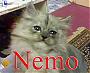   nemo*cat